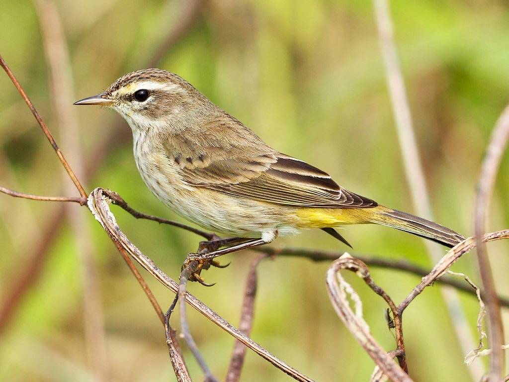 Palm Warbler - Setophaga palmarum, Joe Overstreet Landing, Kenansville, Florida by Judy Gallagher is licensed under CC BY 2.0.